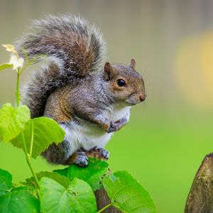 Preview wallpaper squirrel, cute leaves, macro, animal