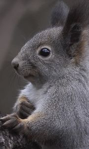 Preview wallpaper squirrel, ears, tree, curiosity