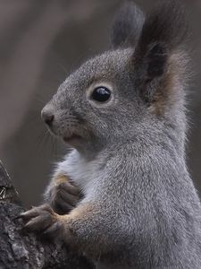 Preview wallpaper squirrel, ears, tree, curiosity