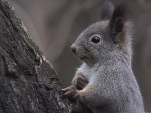 Preview wallpaper squirrel, ears, tree, curiosity