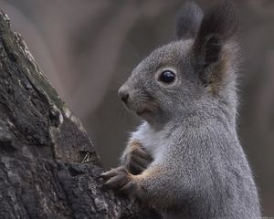 Preview wallpaper squirrel, ears, tree, curiosity