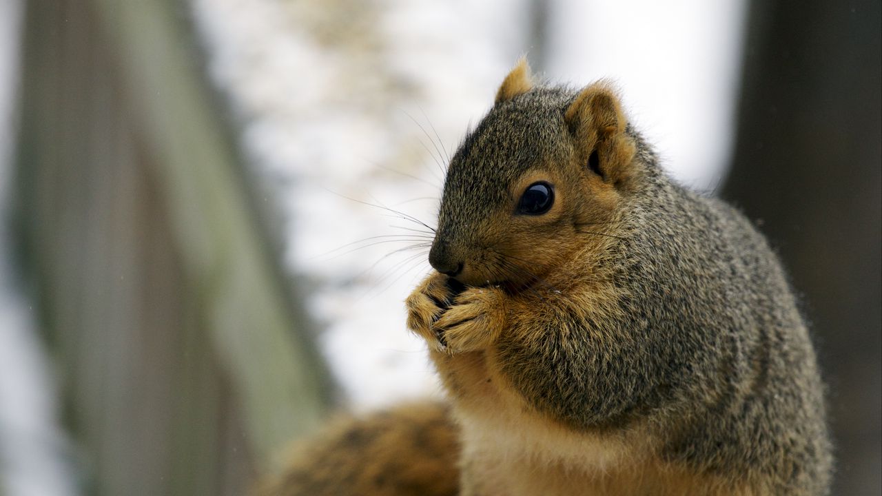 Wallpaper squirrel, eat, fat, animal