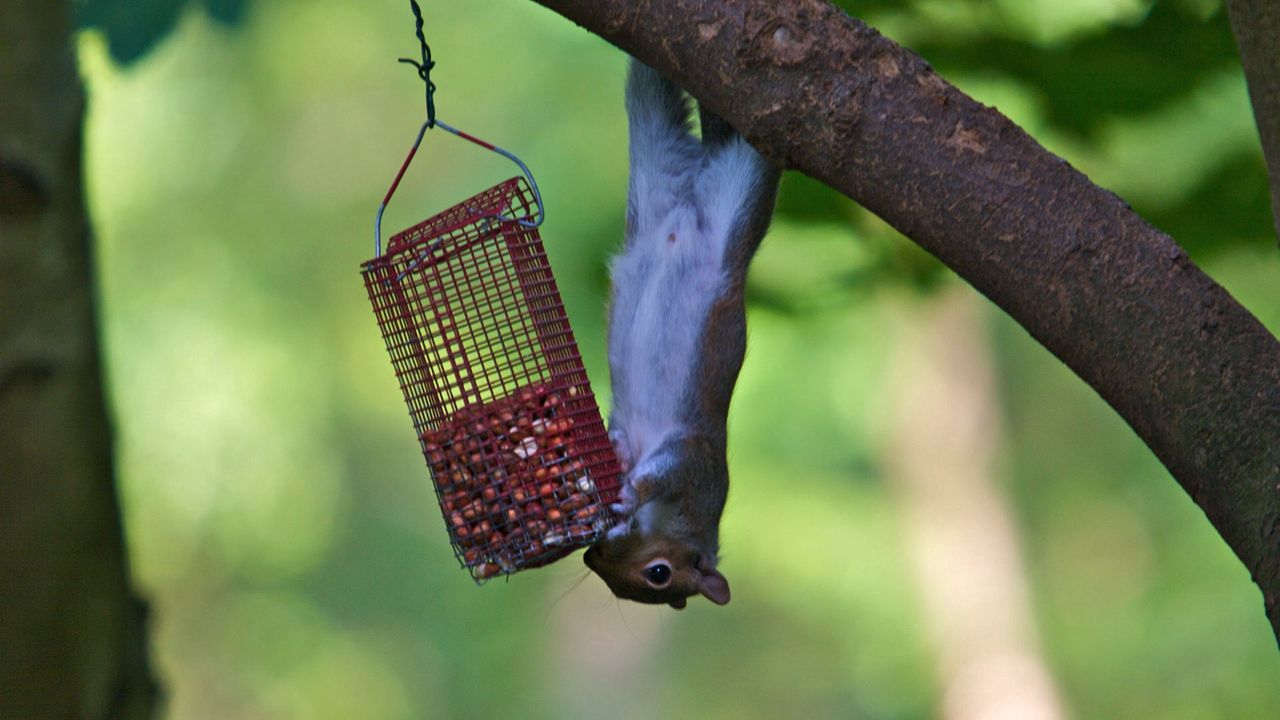Wallpaper squirrel, eating, climbing, tree, trough