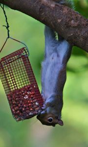 Preview wallpaper squirrel, eating, climbing, tree, trough