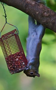 Preview wallpaper squirrel, eating, climbing, tree, trough