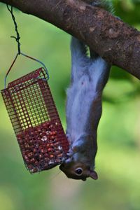 Preview wallpaper squirrel, eating, climbing, tree, trough