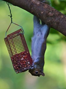 Preview wallpaper squirrel, eating, climbing, tree, trough