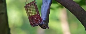 Preview wallpaper squirrel, eating, climbing, tree, trough