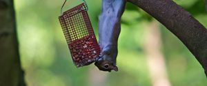 Preview wallpaper squirrel, eating, climbing, tree, trough