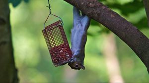 Preview wallpaper squirrel, eating, climbing, tree, trough