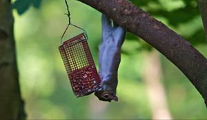 Preview wallpaper squirrel, eating, climbing, tree, trough