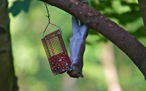 Preview wallpaper squirrel, eating, climbing, tree, trough