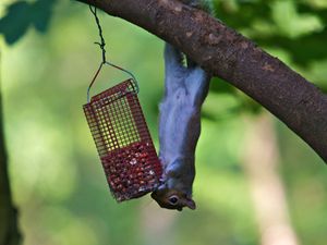 Preview wallpaper squirrel, eating, climbing, tree, trough