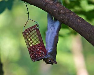 Preview wallpaper squirrel, eating, climbing, tree, trough