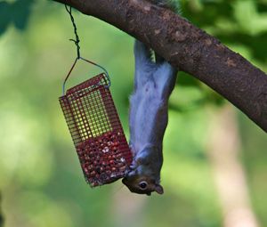 Preview wallpaper squirrel, eating, climbing, tree, trough