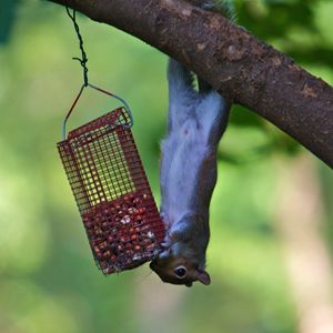 Preview wallpaper squirrel, eating, climbing, tree, trough