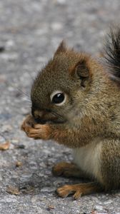 Preview wallpaper squirrel, eating, sitting, road