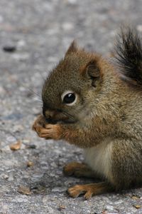 Preview wallpaper squirrel, eating, sitting, road