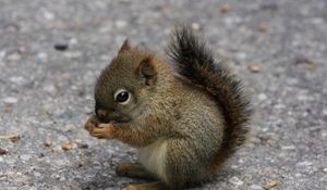 Preview wallpaper squirrel, eating, sitting, road