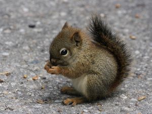 Preview wallpaper squirrel, eating, sitting, road