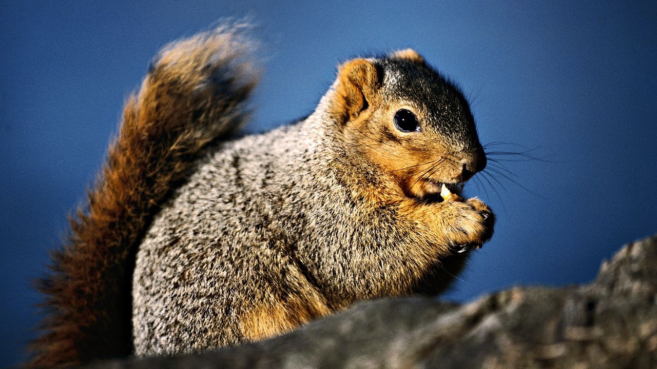 Wallpaper squirrel, eats, bushy, tail