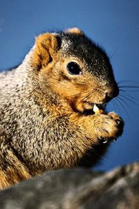 Preview wallpaper squirrel, eats, bushy, tail