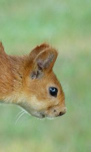 Preview wallpaper squirrel, eyes, hair, face, climb