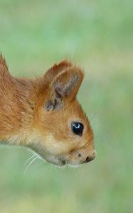 Preview wallpaper squirrel, eyes, hair, face, climb