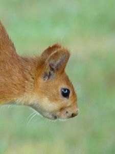 Preview wallpaper squirrel, eyes, hair, face, climb