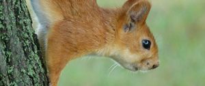 Preview wallpaper squirrel, eyes, hair, face, climb