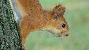 Preview wallpaper squirrel, eyes, hair, face, climb