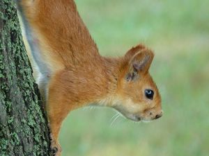 Preview wallpaper squirrel, eyes, hair, face, climb