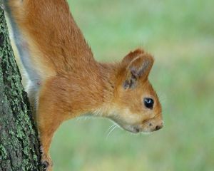 Preview wallpaper squirrel, eyes, hair, face, climb