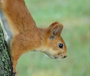 Preview wallpaper squirrel, eyes, hair, face, climb