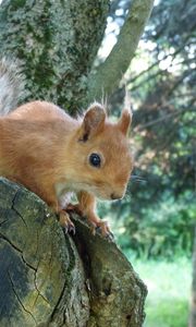 Preview wallpaper squirrel, face, peep, tree