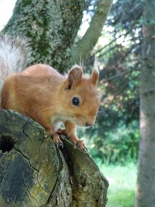 Preview wallpaper squirrel, face, peep, tree
