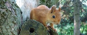 Preview wallpaper squirrel, face, peep, tree