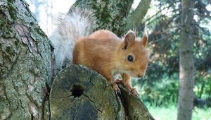 Preview wallpaper squirrel, face, peep, tree