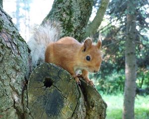 Preview wallpaper squirrel, face, peep, tree