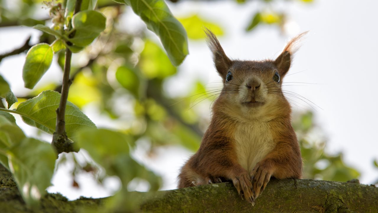 Wallpaper squirrel, face, sit, funny