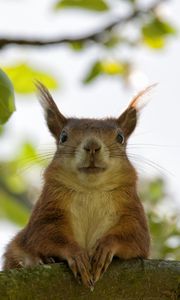 Preview wallpaper squirrel, face, sit, funny