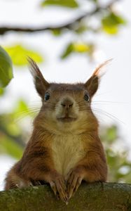 Preview wallpaper squirrel, face, sit, funny