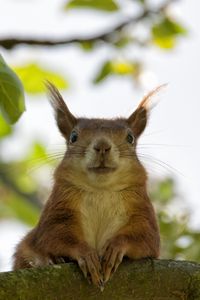 Preview wallpaper squirrel, face, sit, funny