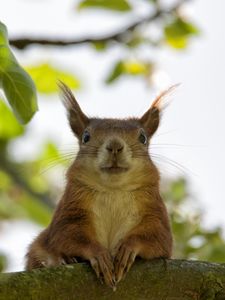 Preview wallpaper squirrel, face, sit, funny