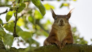 Preview wallpaper squirrel, face, sit, funny