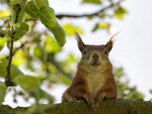 Preview wallpaper squirrel, face, sit, funny