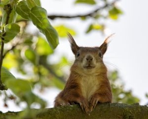 Preview wallpaper squirrel, face, sit, funny