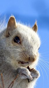 Preview wallpaper squirrel, face, sky, background