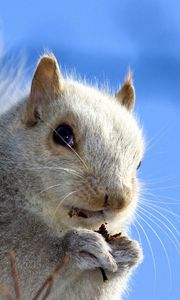 Preview wallpaper squirrel, face, sky, background