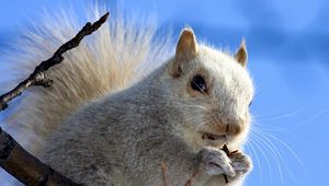 Preview wallpaper squirrel, face, sky, background